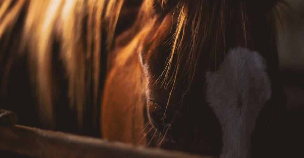 cola de caballo: contraindicaciones